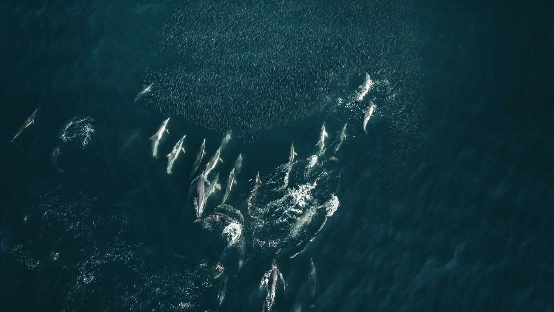 South Africa Sardine Run — underwater cinematography poster