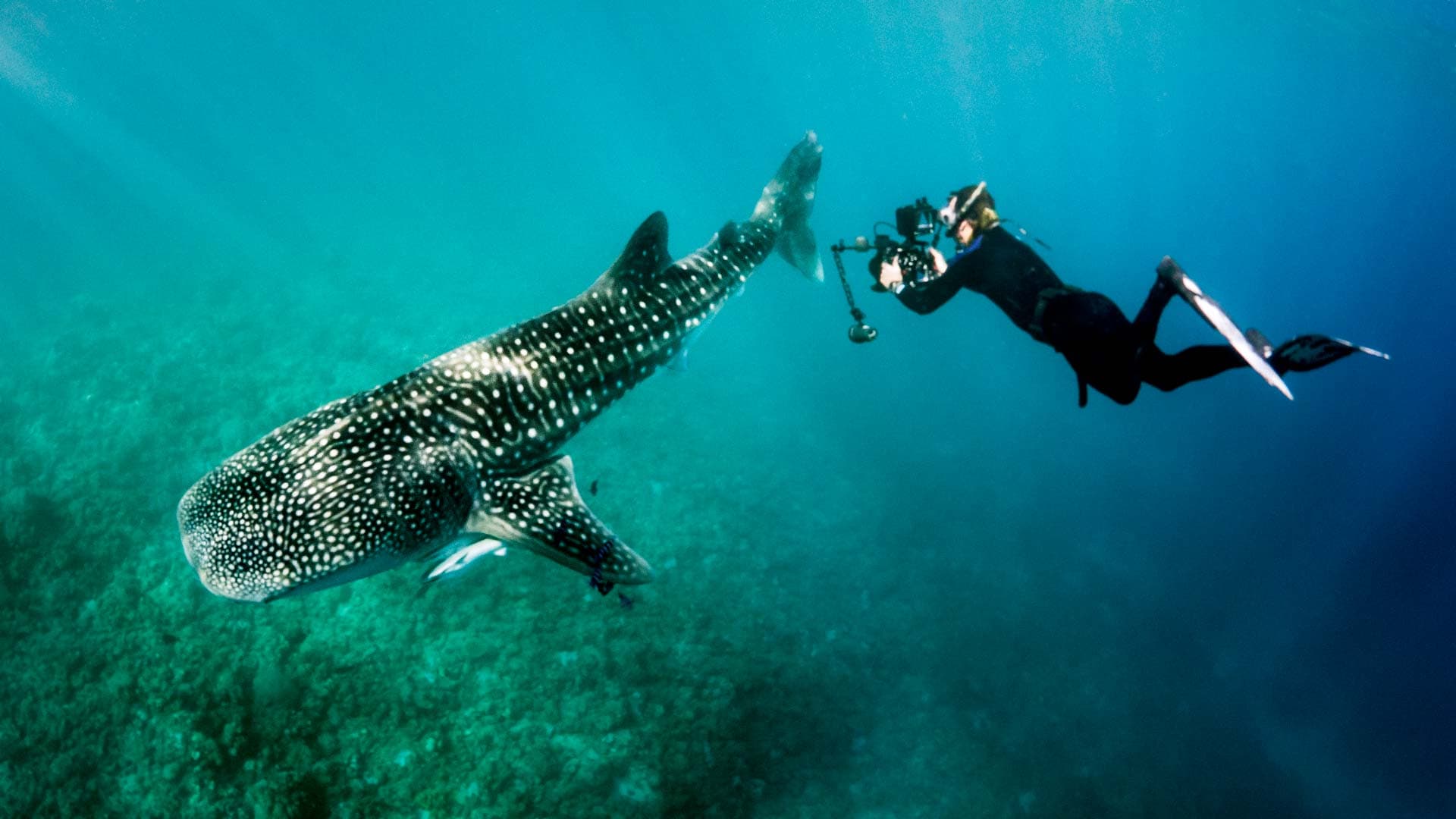 Motion State underwater cinematography
