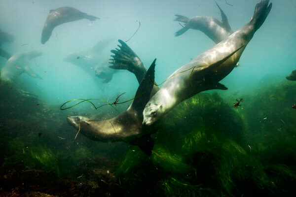 Underwater Cinematographer | Camera Operator - Sam Nuttmann - La Jolla Sea Lions