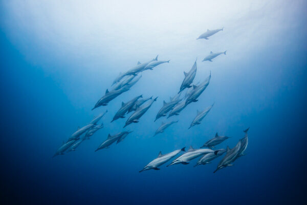 Underwater Cinematographer | Camera Operator - Sam Nuttmann - Spinner Dolphins Of Hawaii