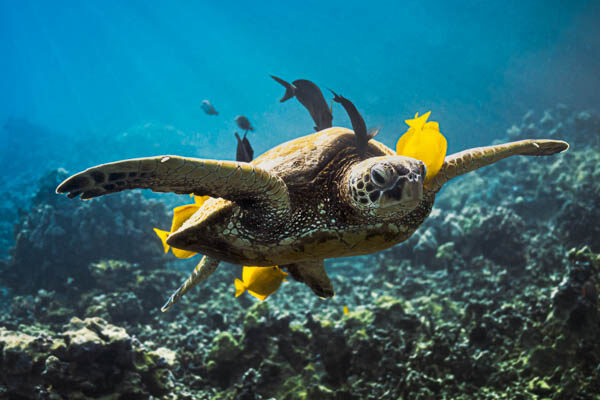 Underwater Cinematographer | Camera Operator - Sam Nuttmann - Big Island Sea Turtles