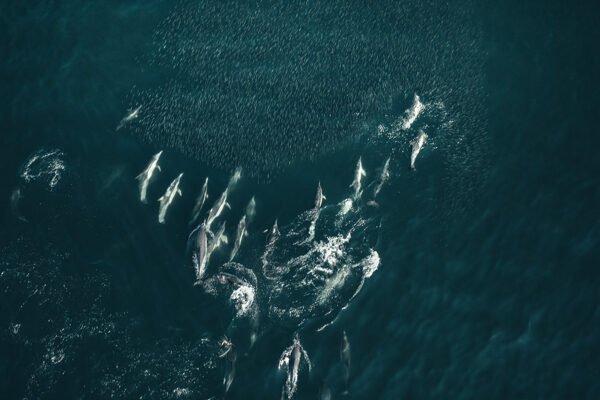 Underwater Cinematographer | Camera Operator - Sam Nuttmann - South Africa Sardine Run